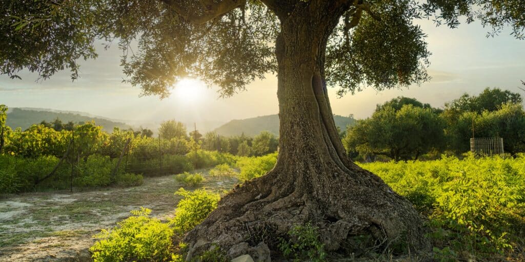 an olive tree taken at sunset in greece